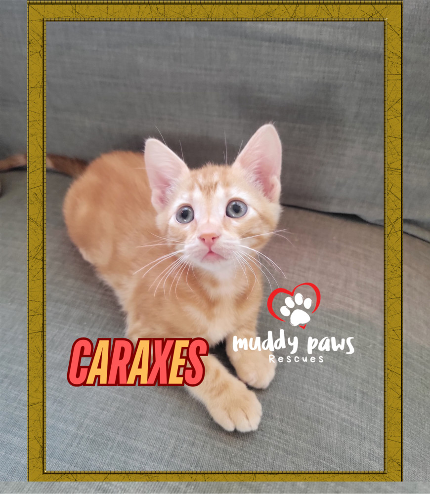 House of Kitten Litter: Caraxes - Adoption Pending