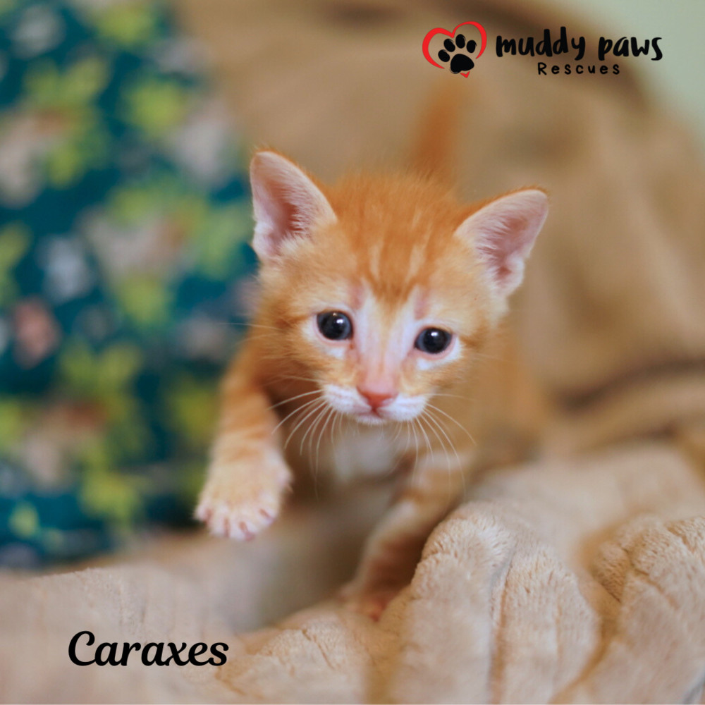 House of Kitten Litter: Caraxes