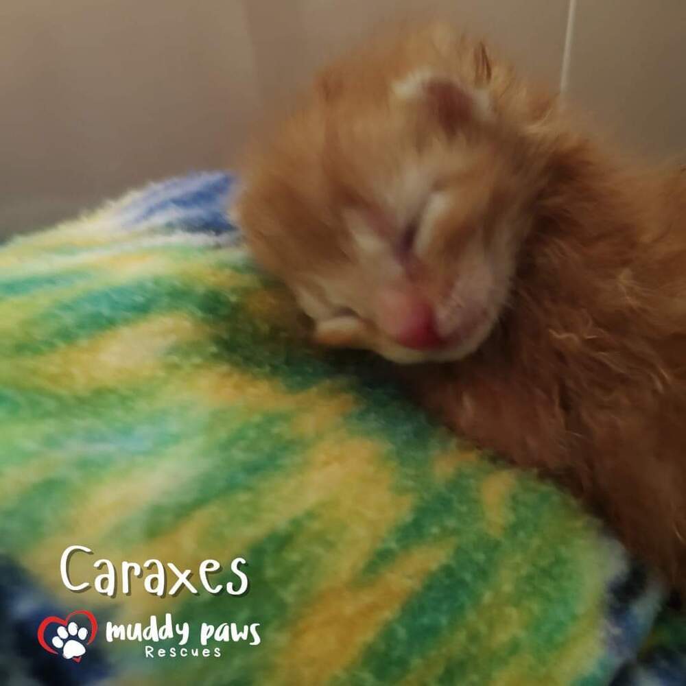 House of Kitten Litter: Caraxes - Adoption Pending