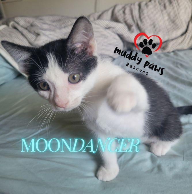 House of Kitten Litter: MoonDancer