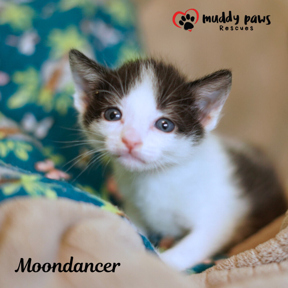 House of Kitten Litter: MoonDancer