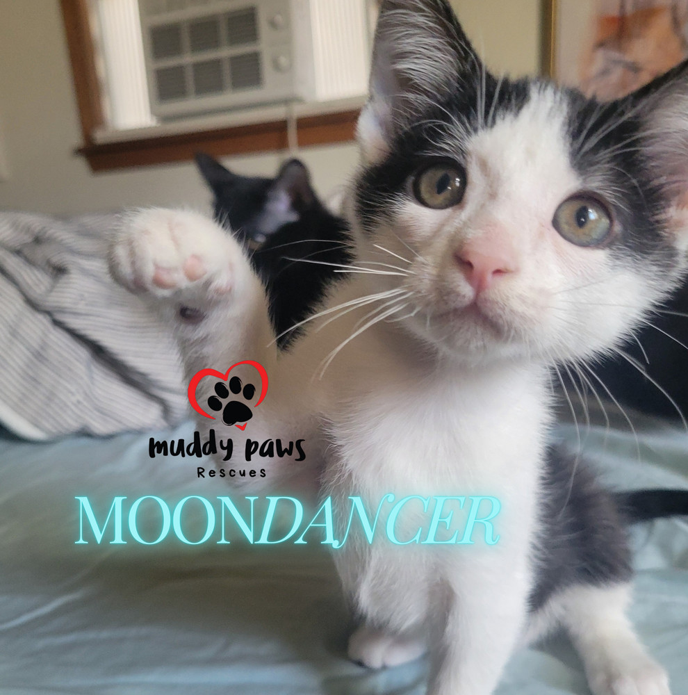 House of Kitten Litter: MoonDancer