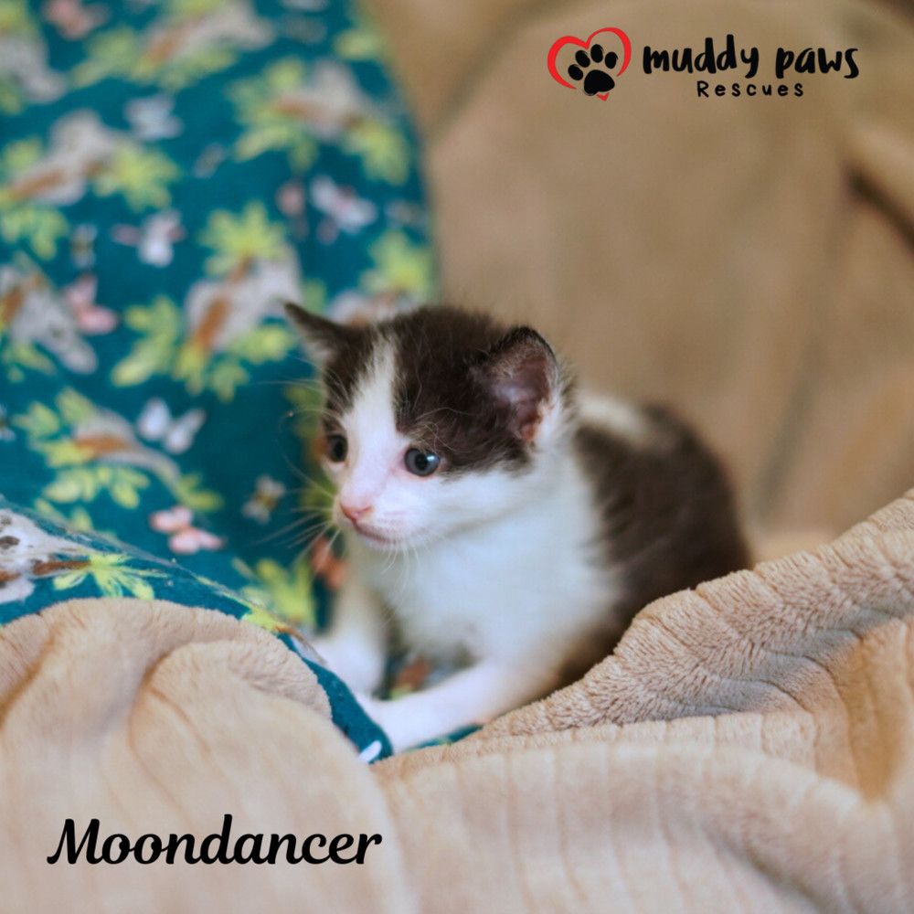 House of Kitten Litter: MoonDancer