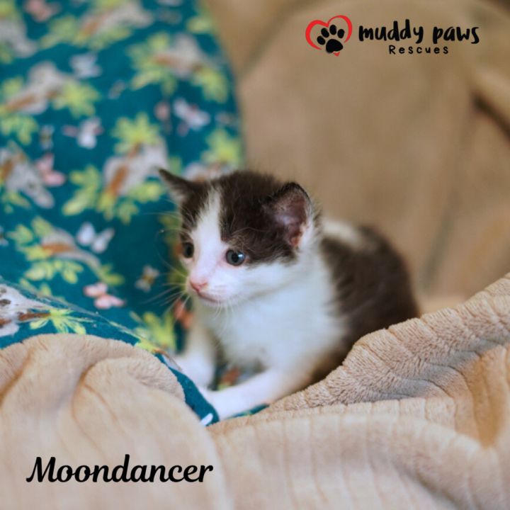 House of Kitten Litter: MoonDancer 3