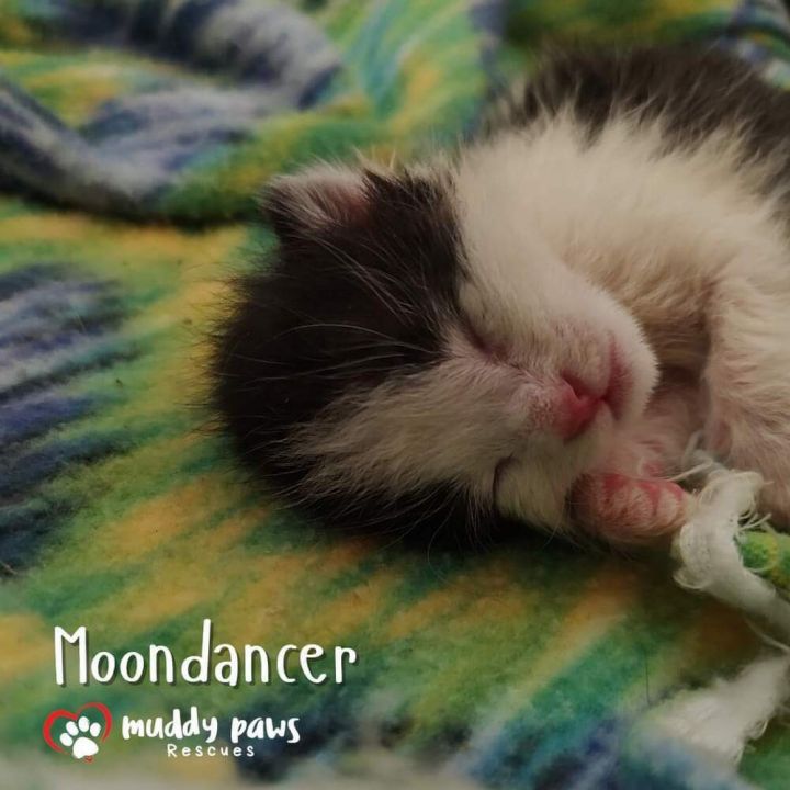 House of Kitten Litter: MoonDancer 5