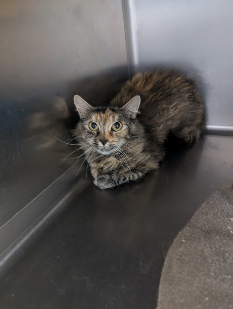 Honey, an adoptable Domestic Long Hair in Salmon, ID, 83467 | Photo Image 1