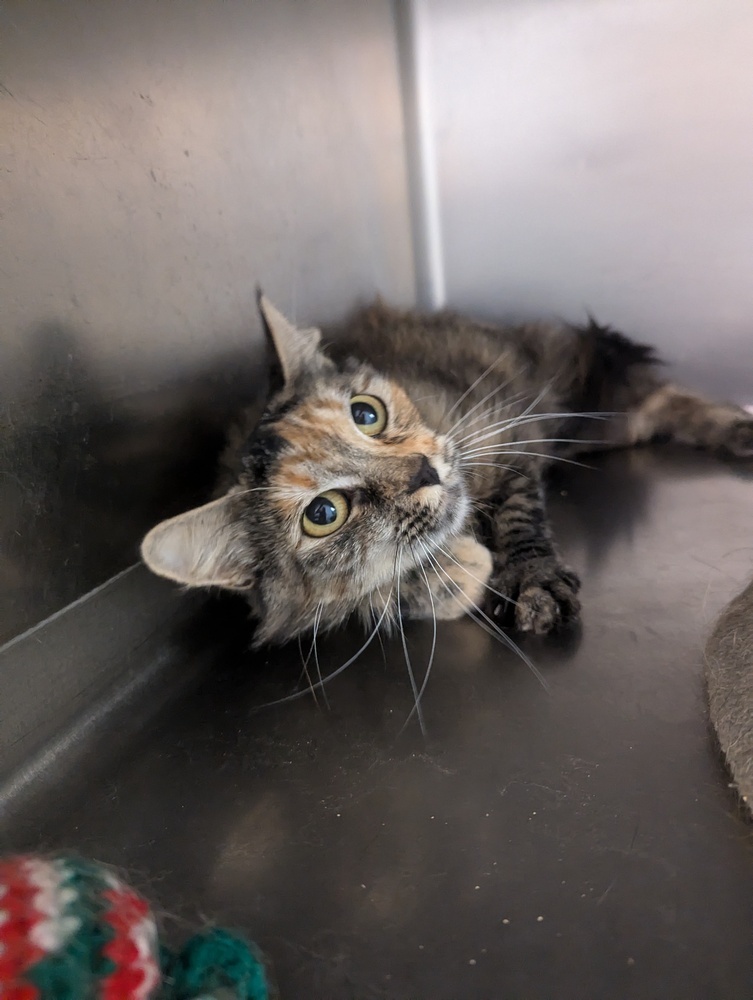 Honey, an adoptable Domestic Long Hair in Salmon, ID, 83467 | Photo Image 2