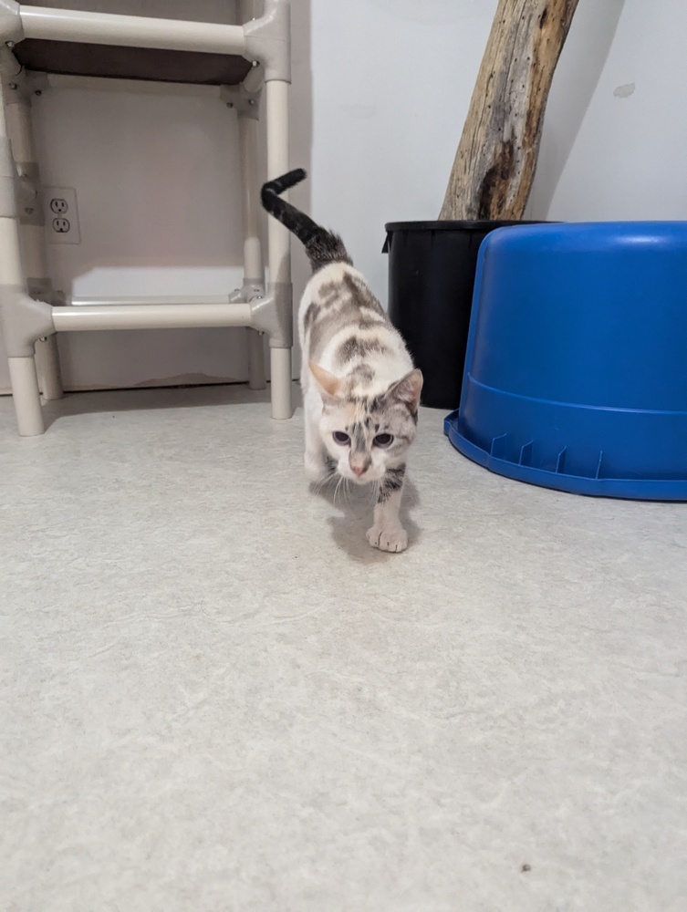 Fern, an adoptable Domestic Short Hair in Salmon, ID, 83467 | Photo Image 1