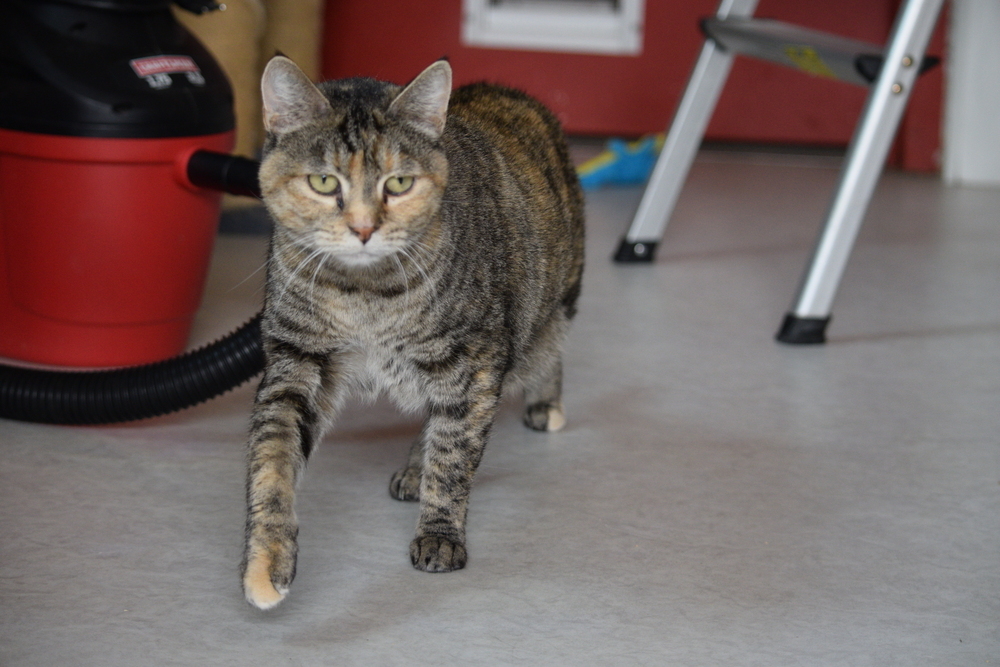 Leia, an adoptable Domestic Short Hair, Tabby in Salmon, ID, 83467 | Photo Image 4