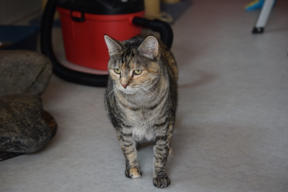 Leia, an adoptable Domestic Short Hair, Tabby in Salmon, ID, 83467 | Photo Image 5