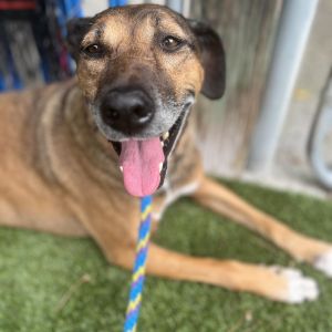 Cinnamon @ Foster, Senior Female Hound