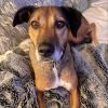Cinnamon @ Foster photo 3