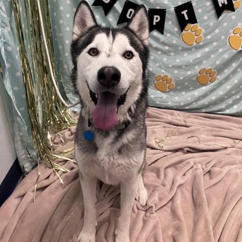 Cedar, an adoptable Husky in Show Low, AZ, 85901 | Photo Image 1