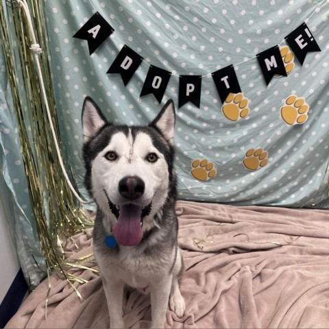 Cedar, an adoptable Husky in Show Low, AZ, 85901 | Photo Image 2