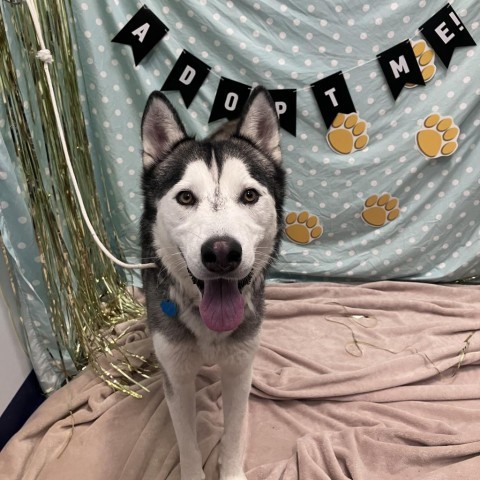 Cedar, an adoptable Husky in Show Low, AZ, 85901 | Photo Image 3