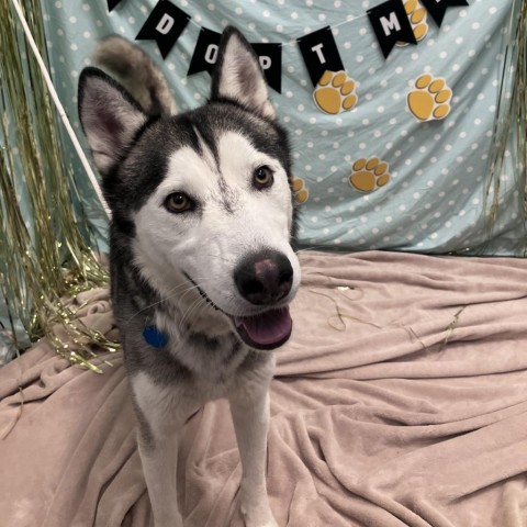 Cedar, an adoptable Husky in Show Low, AZ, 85901 | Photo Image 4