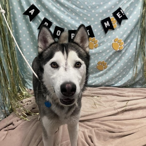 Cedar, an adoptable Husky in Show Low, AZ, 85901 | Photo Image 5