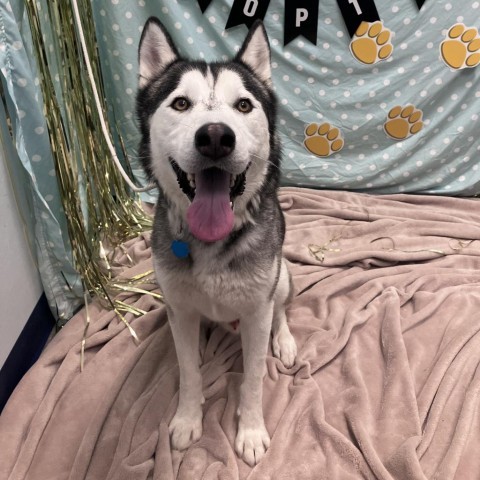 Cedar, an adoptable Husky in Show Low, AZ, 85901 | Photo Image 6