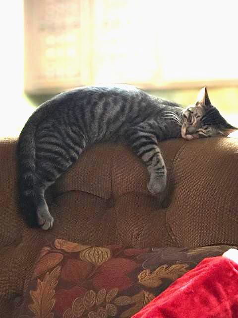 Max 1