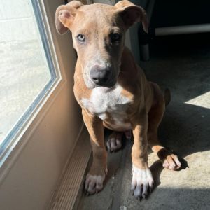 Pigeon Jeremiah 9428, Young Male Terrier