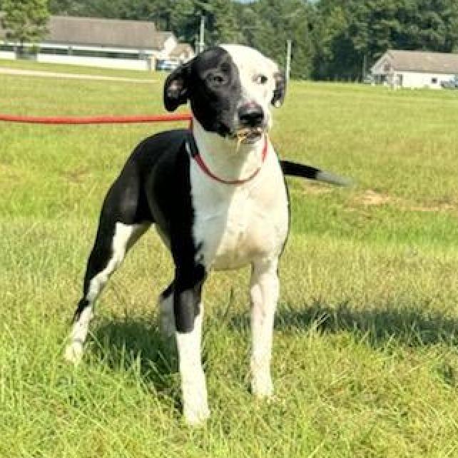 Fire, an adoptable English Pointer, Whippet in LOXAHATCHEE, FL, 33470 | Photo Image 1