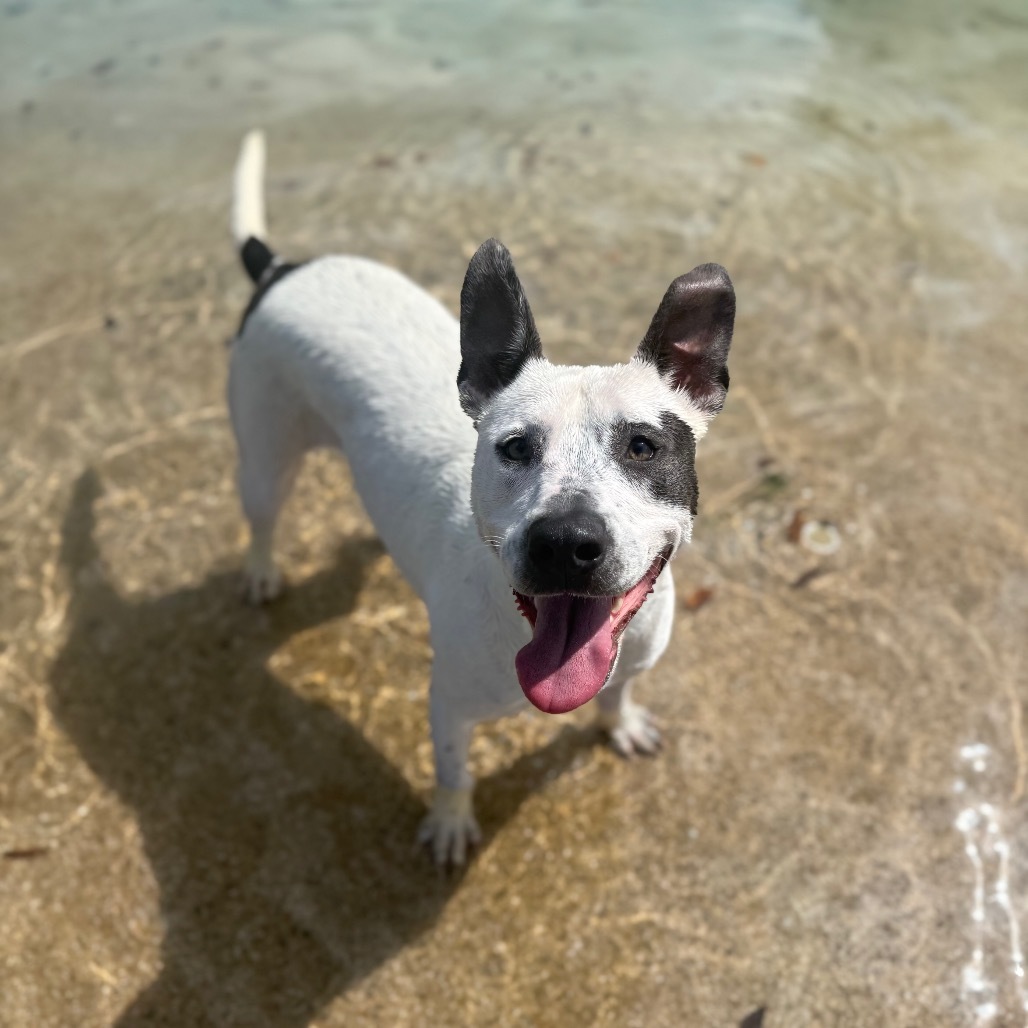 Fire 6280, an adoptable English Pointer, Whippet in LOXAHATCHEE, FL, 33470 | Photo Image 1