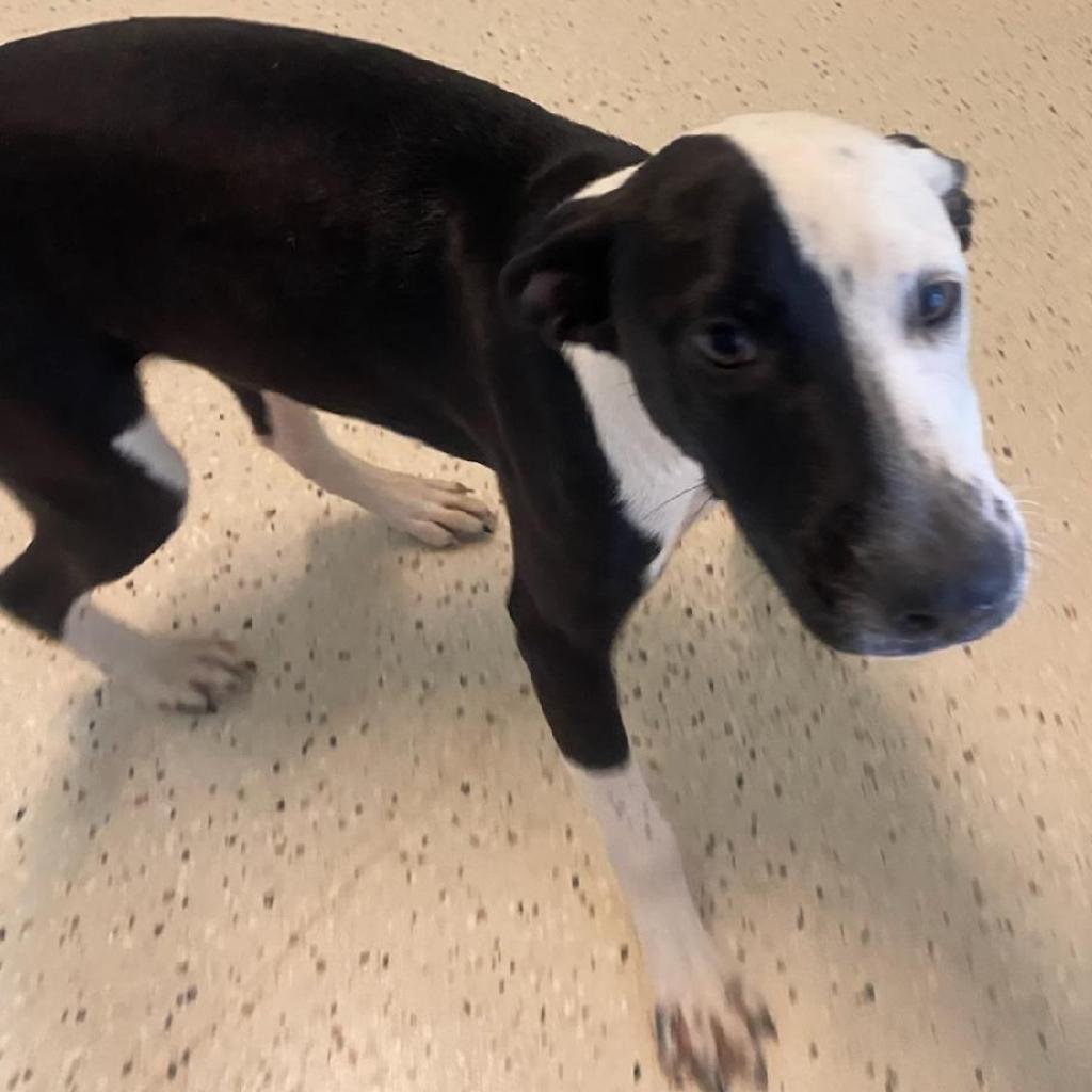 Fire, an adoptable English Pointer, Whippet in LOXAHATCHEE, FL, 33470 | Photo Image 2