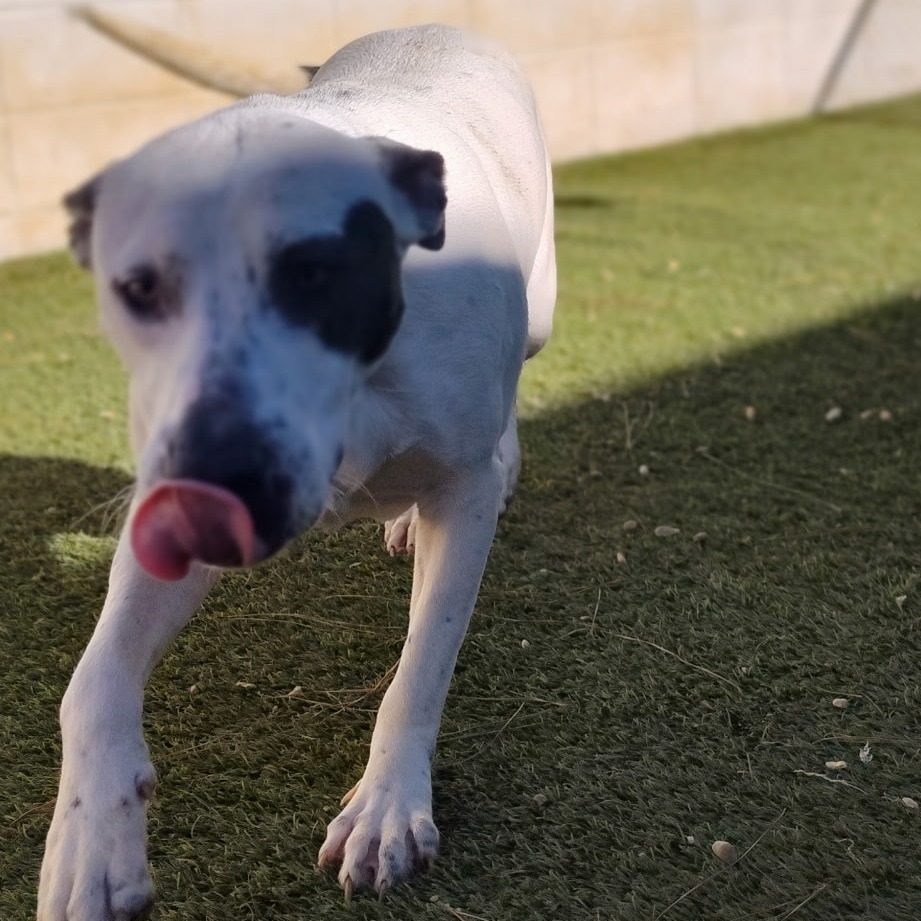 Fire 6280, an adoptable English Pointer, Whippet in LOXAHATCHEE, FL, 33470 | Photo Image 2