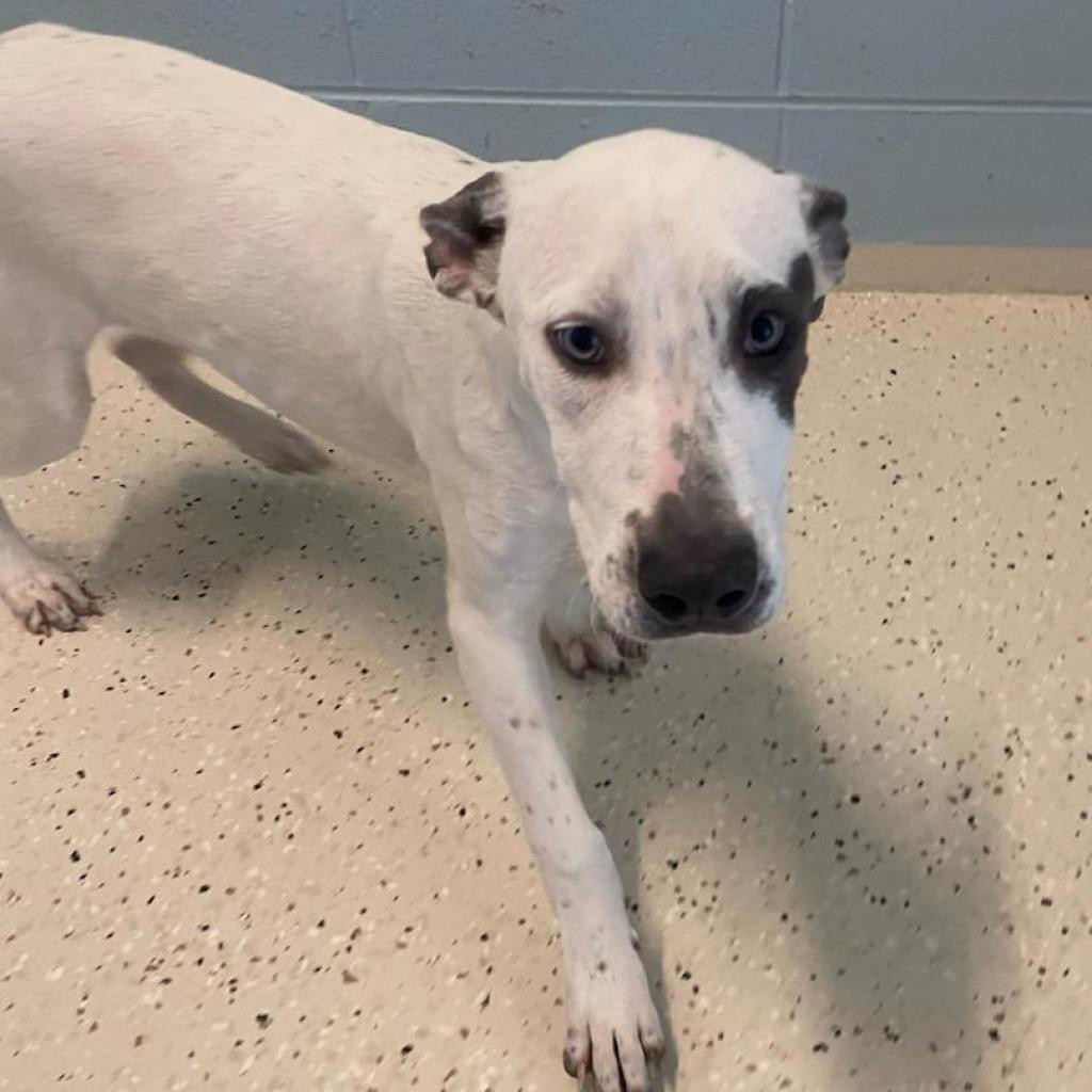 Fire 6280, an adoptable English Pointer, Whippet in LOXAHATCHEE, FL, 33470 | Photo Image 3