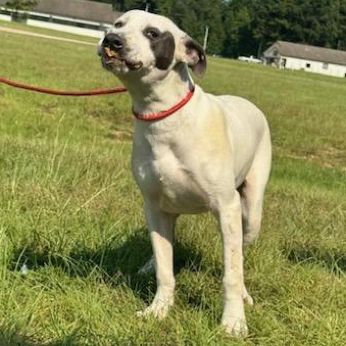 Fire 6280, an adoptable English Pointer, Whippet in LOXAHATCHEE, FL, 33470 | Photo Image 4