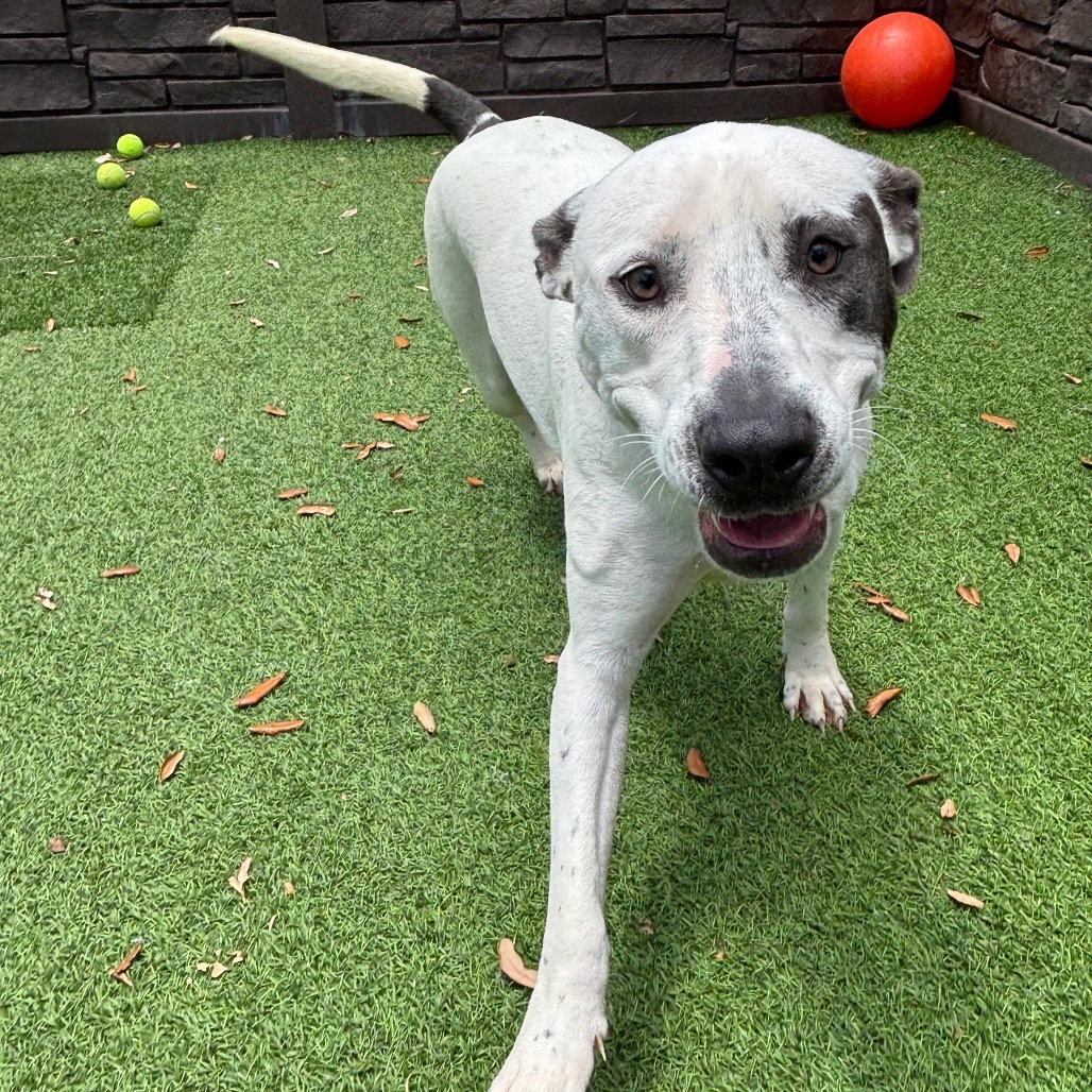Fire 6280, an adoptable English Pointer, Whippet in LOXAHATCHEE, FL, 33470 | Photo Image 5