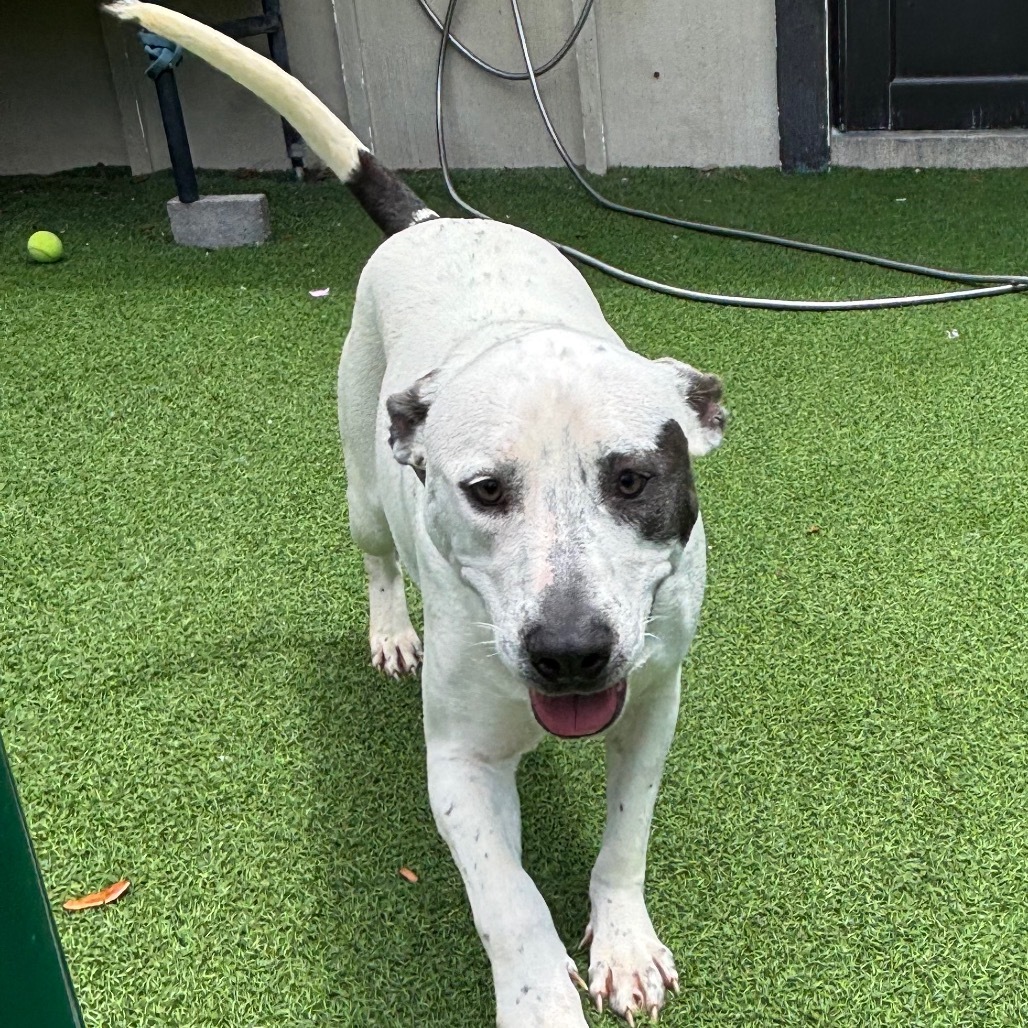 Fire 6280, an adoptable English Pointer, Whippet in LOXAHATCHEE, FL, 33470 | Photo Image 6