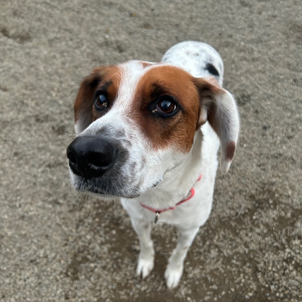 Luna, an adoptable Hound in Thomaston, ME, 04861 | Photo Image 1