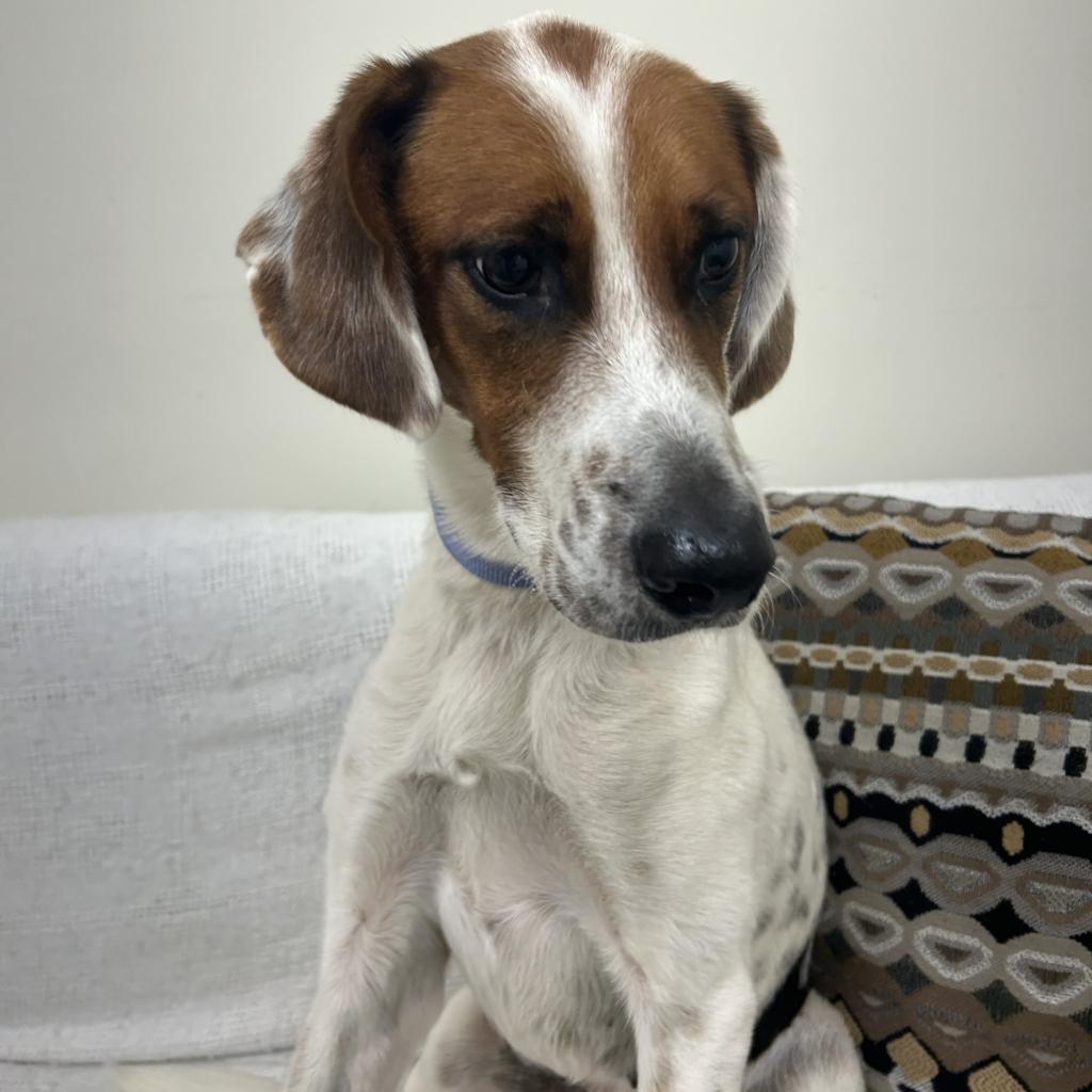 Luna, an adoptable Hound in Thomaston, ME, 04861 | Photo Image 2