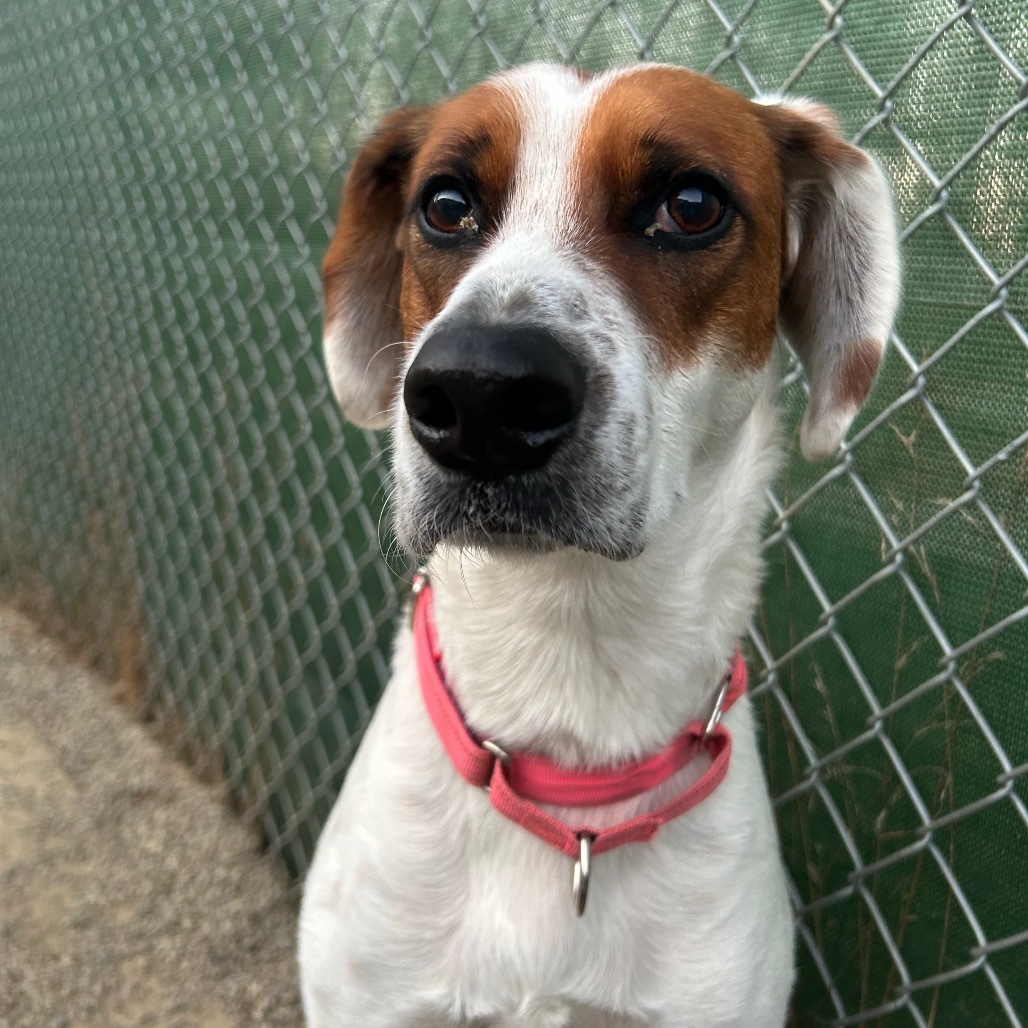 Luna, an adoptable Hound in Thomaston, ME, 04861 | Photo Image 3