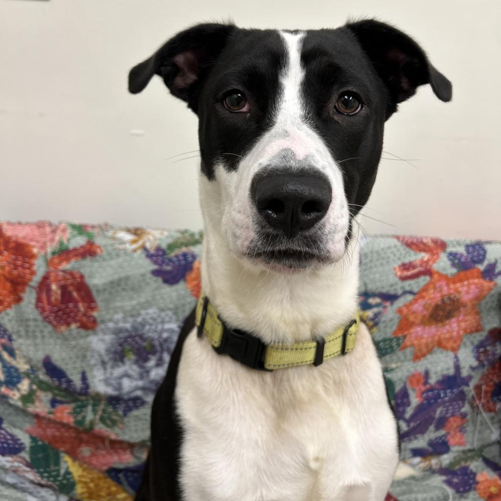 Buddy, an adoptable Pit Bull Terrier in Thomaston, ME, 04861 | Photo Image 1