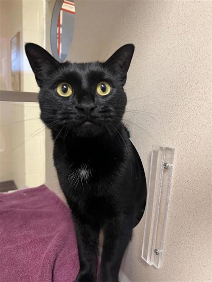 Binx, an adoptable Domestic Short Hair in Hutchinson, KS, 67504 | Photo Image 1