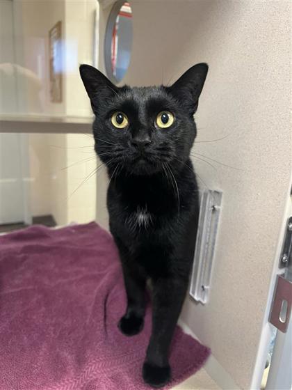 Binx, an adoptable Domestic Short Hair in Hutchinson, KS, 67504 | Photo Image 2