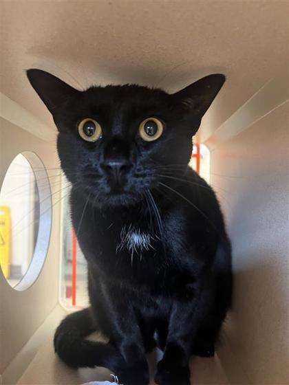 Binx, an adoptable Domestic Short Hair in Hutchinson, KS, 67504 | Photo Image 3