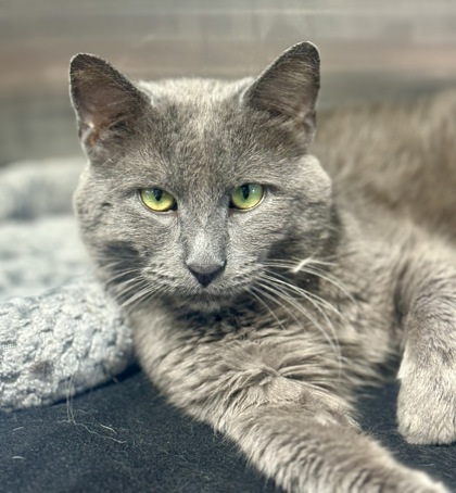 Pepper, an adoptable Domestic Short Hair in Rhinelander, WI, 54501 | Photo Image 1