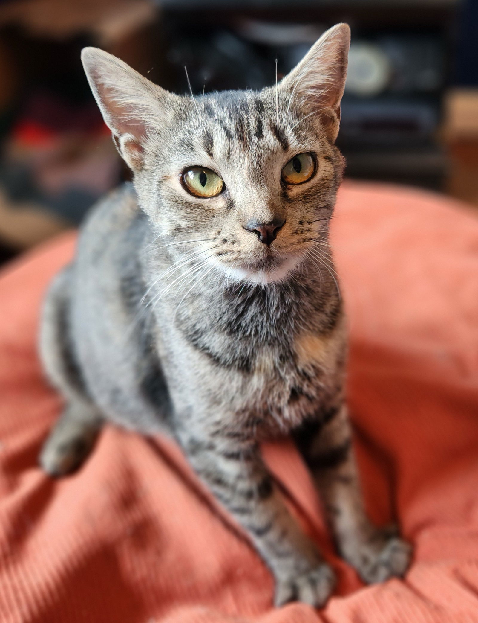 Jodie