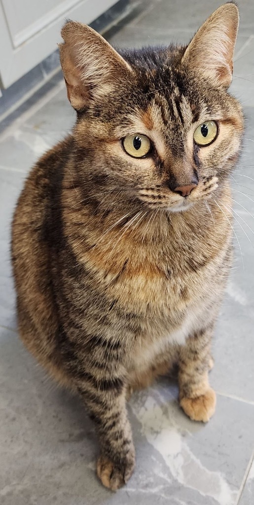 Remora, an adoptable Domestic Short Hair in Fort Lupton, CO, 80621 | Photo Image 1