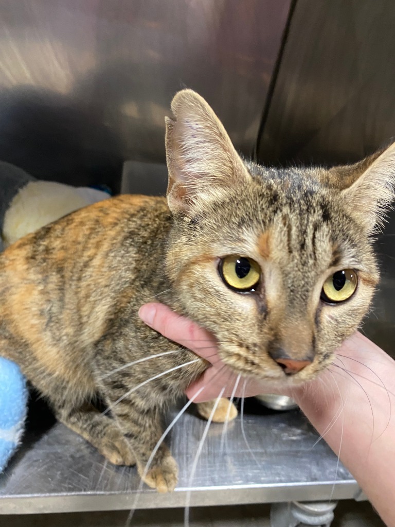 Remora, an adoptable Domestic Short Hair in Fort Lupton, CO, 80621 | Photo Image 2