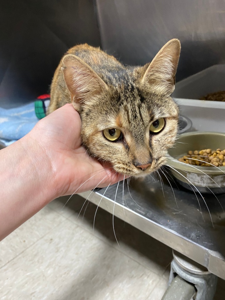 Remora, an adoptable Domestic Short Hair in Fort Lupton, CO, 80621 | Photo Image 3