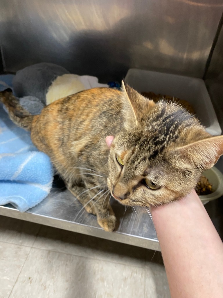 Remora, an adoptable Domestic Short Hair in Fort Lupton, CO, 80621 | Photo Image 4