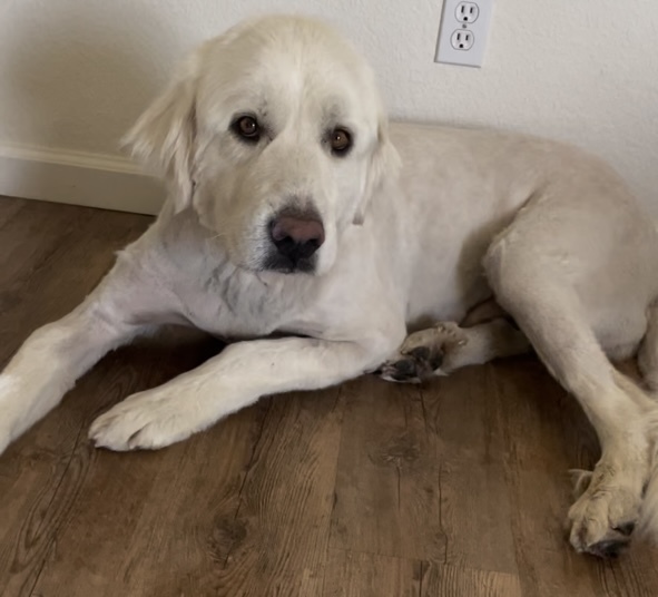 Avery, an adoptable Great Pyrenees in Grand Junction, CO, 81503 | Photo Image 1