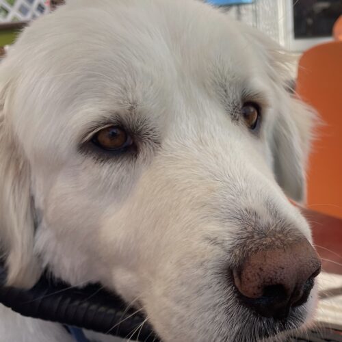 Avery, an adoptable Great Pyrenees in Grand Junction, CO, 81503 | Photo Image 2