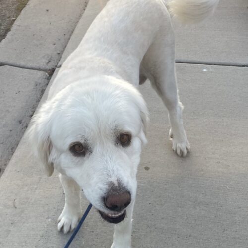 Avery, an adoptable Great Pyrenees in Grand Junction, CO, 81503 | Photo Image 3