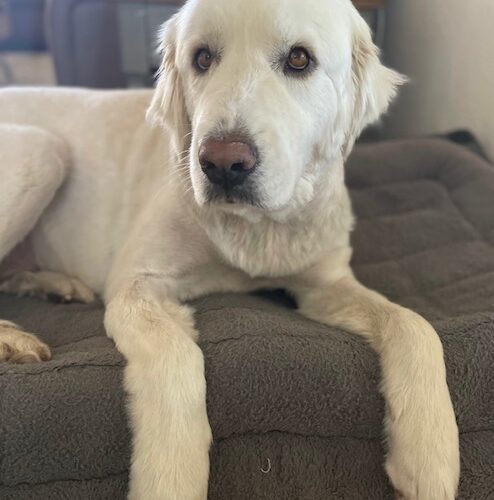 Avery, an adoptable Great Pyrenees in Grand Junction, CO, 81503 | Photo Image 4