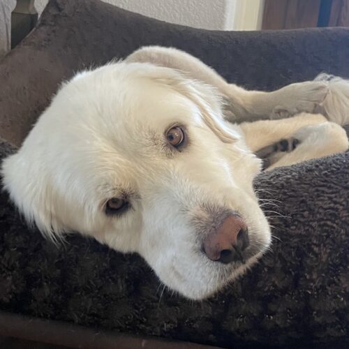 Avery, an adoptable Great Pyrenees in Grand Junction, CO, 81503 | Photo Image 5